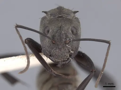Camponotus sericeiventris - FMNHINS0000045940