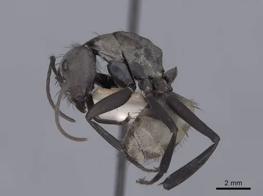 Camponotus sericeiventris - FMNHINS0000045940