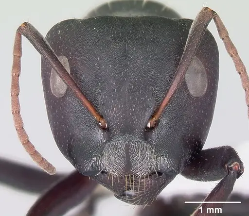 Camponotus sericeus specimen