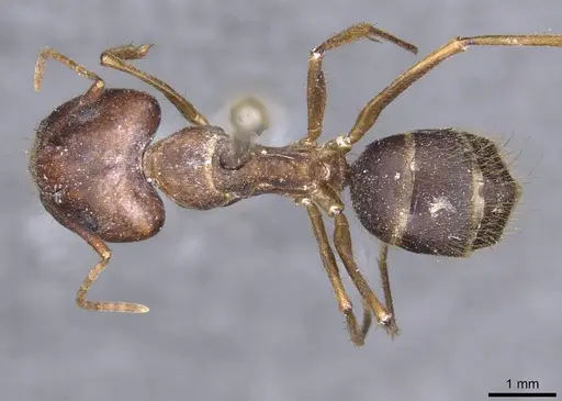 Camponotus setitibia specimen