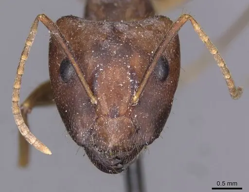 Camponotus setitibia specimen