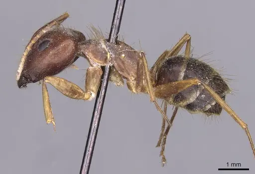 Camponotus setitibia specimen