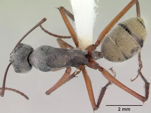 Camponotus setosus specimen