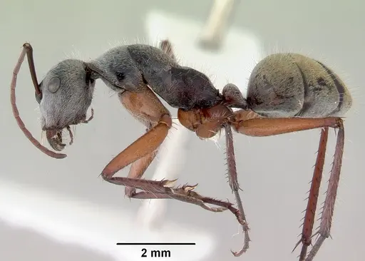 Camponotus setosus specimen