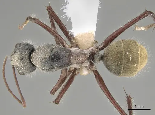 Camponotus setosus - CASENT0887710