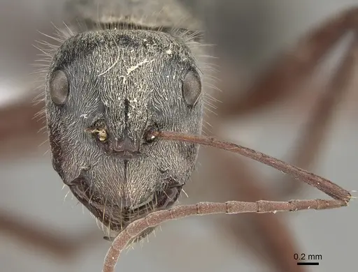 Camponotus setosus - CASENT0887710