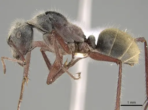 Camponotus setosus - CASENT0887710