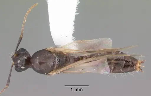 Camponotus sexguttatus specimen