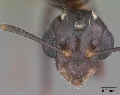 Camponotus sexguttatus specimen