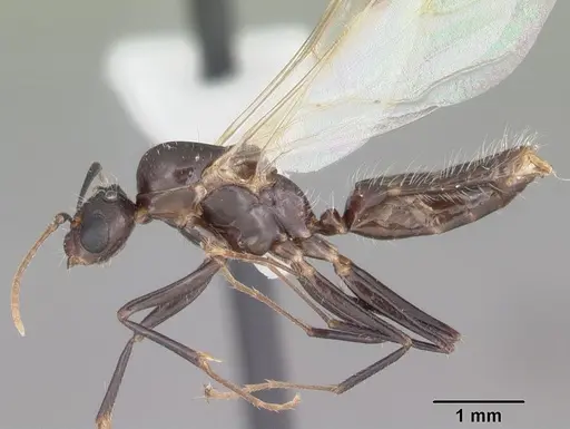 Camponotus sexguttatus specimen