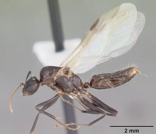 Camponotus sexguttatus - CASENT0103705