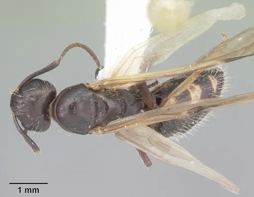 Camponotus sexguttatus - CASENT0103708