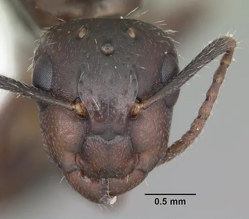 Camponotus sexguttatus - CASENT0103708