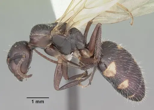Camponotus sexguttatus - CASENT0103708