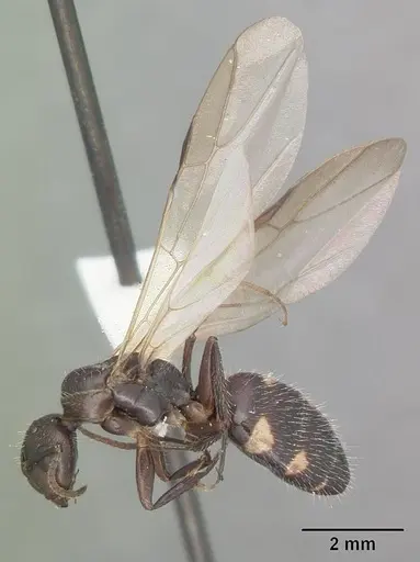 Camponotus sexguttatus - CASENT0103708