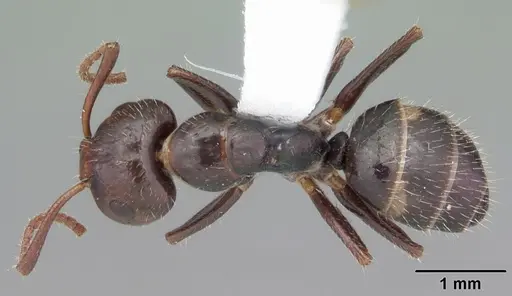 Camponotus sexguttatus - CASENT0103709