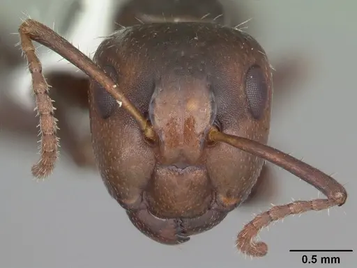 Camponotus sexguttatus - CASENT0103709