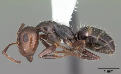 Camponotus sexguttatus - CASENT0103709