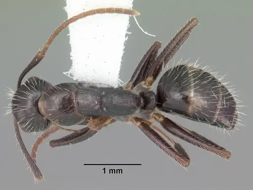 Camponotus sexguttatus - CASENT0103710