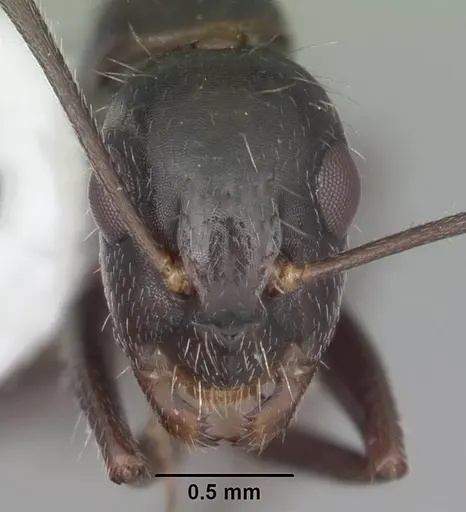 Camponotus sexguttatus - CASENT0103710