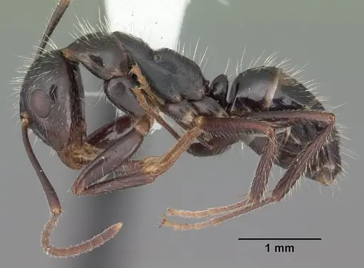 Camponotus sexguttatus - CASENT0103710