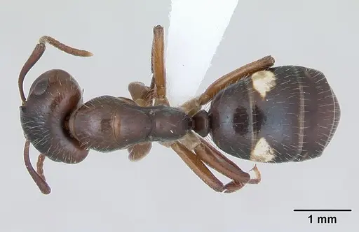 Camponotus sexguttatus - CASENT0173451