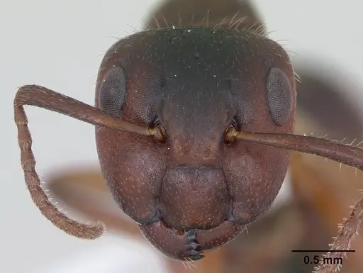Camponotus sexguttatus - CASENT0173451