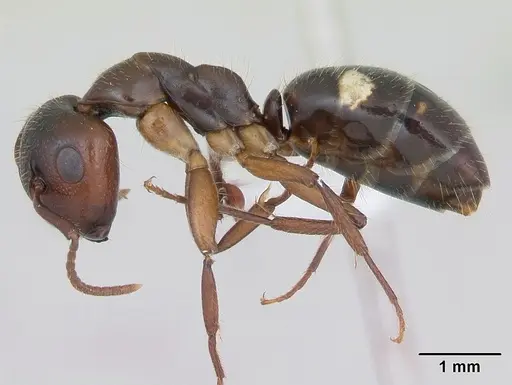 Camponotus sexguttatus - CASENT0173451