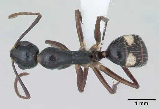 Camponotus sexguttatus - CASENT0173452