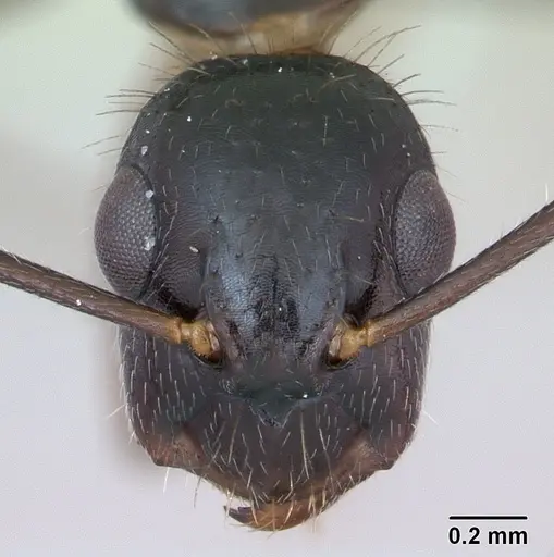 Camponotus sexguttatus - CASENT0173452