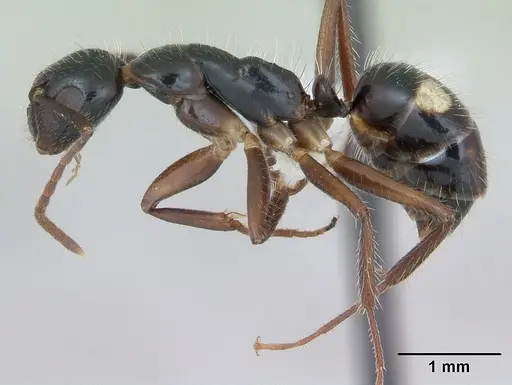 Camponotus sexguttatus - CASENT0173452