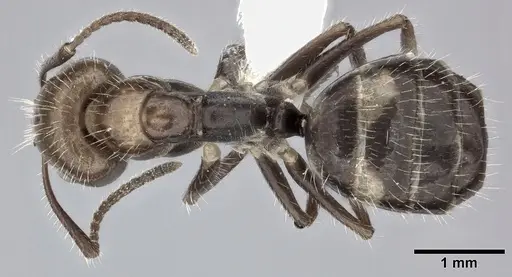 Camponotus sexguttatus - CASENT0246661
