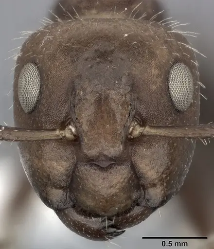 Camponotus sexguttatus - CASENT0246661