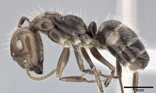 Camponotus sexguttatus - CASENT0246661