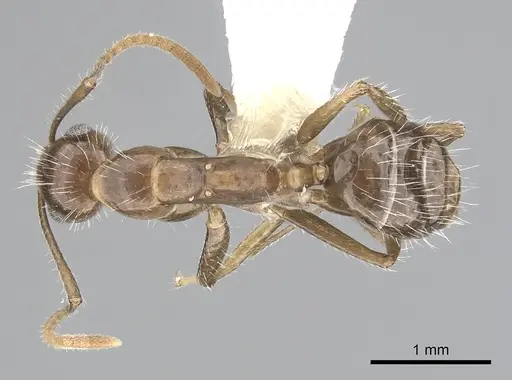 Camponotus sexguttatus - CASENT0249404