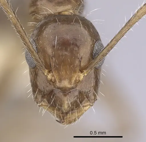 Camponotus sexguttatus - CASENT0249404