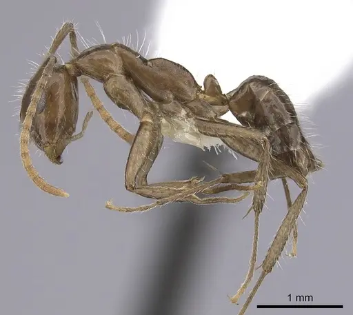 Camponotus sexguttatus - CASENT0249404