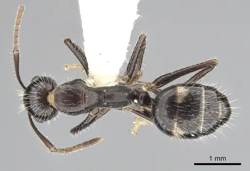 Camponotus sexguttatus - CASENT0249405