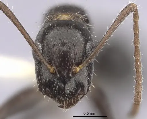 Camponotus sexguttatus - CASENT0249405