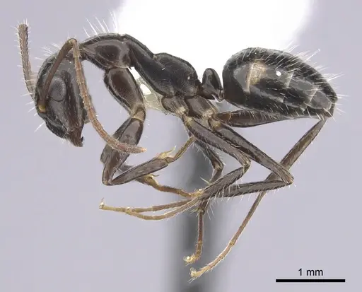 Camponotus sexguttatus - CASENT0249405