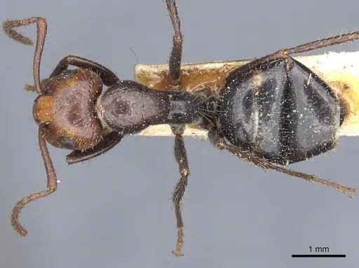 Camponotus sexguttatus - CASENT0903629