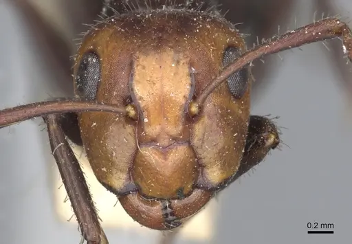 Camponotus sexguttatus - CASENT0903629