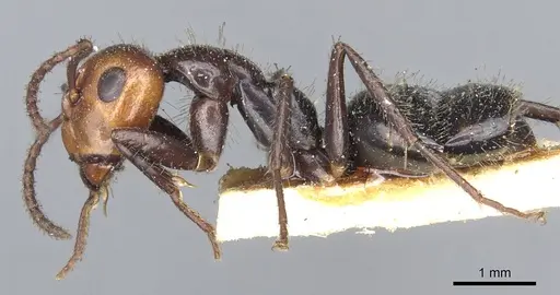 Camponotus sexguttatus - CASENT0903629