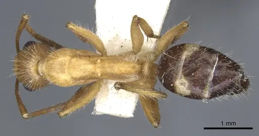 Camponotus sexguttatus - CASENT0903633