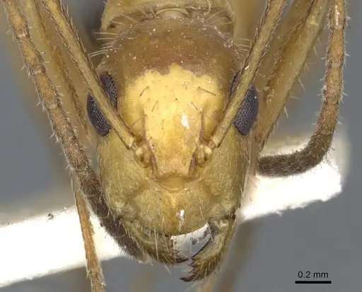 Camponotus sexguttatus - CASENT0903633