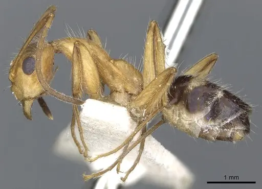 Camponotus sexguttatus - CASENT0903633