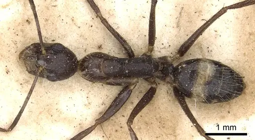 Camponotus sexguttatus - CASENT0903635