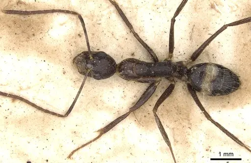 Camponotus sexguttatus - CASENT0903635