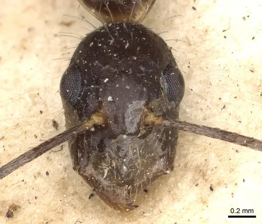 Camponotus sexguttatus - CASENT0903635