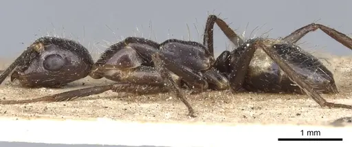 Camponotus sexguttatus - CASENT0903635